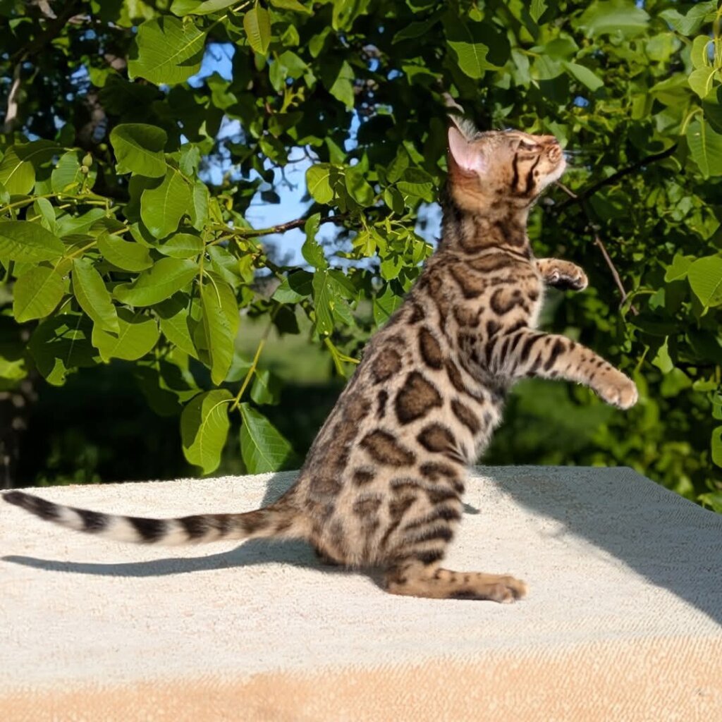 Ricky Bengal Male (Available) $2900