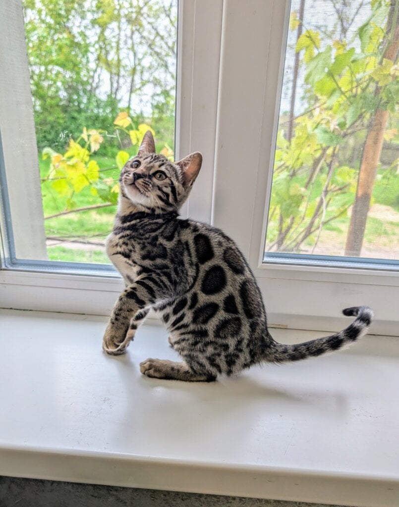 Roxy  Bengal  Female (Available) $2900