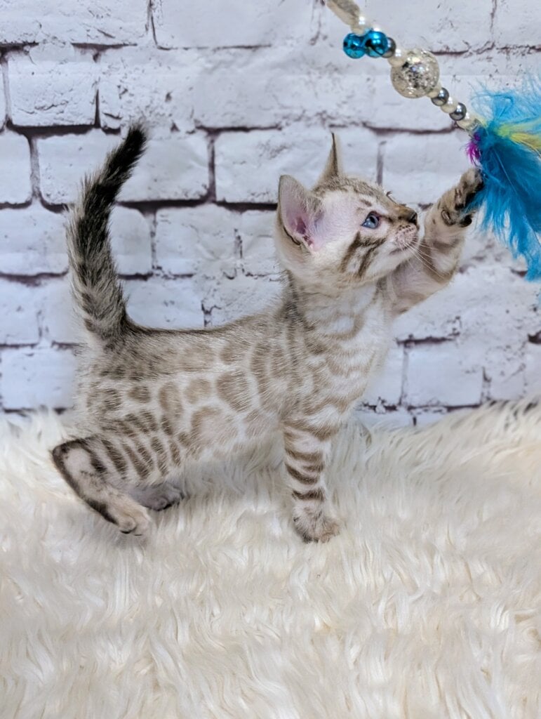 Sugar  Bengal  Male (Available) $2900