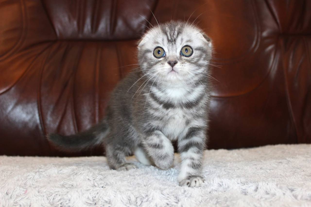 Yustyna Scottish Fold Female (Available) $2700