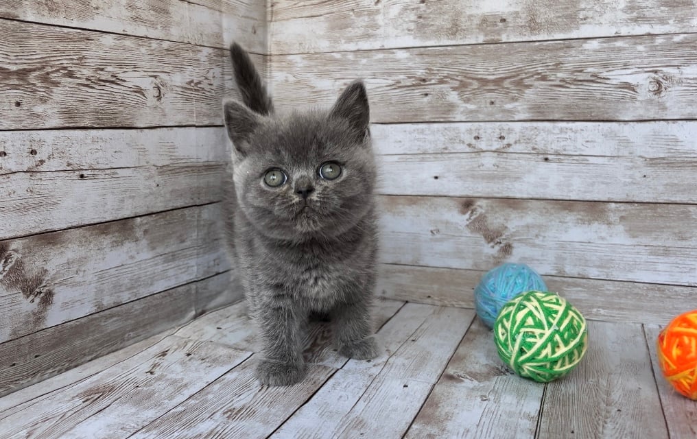 Emily British Shorthair Female (Available) $2600