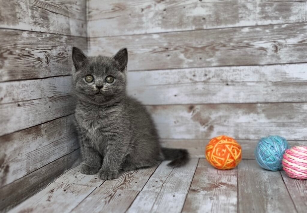 Evangelina British Shorthair  Female (Available) $2600