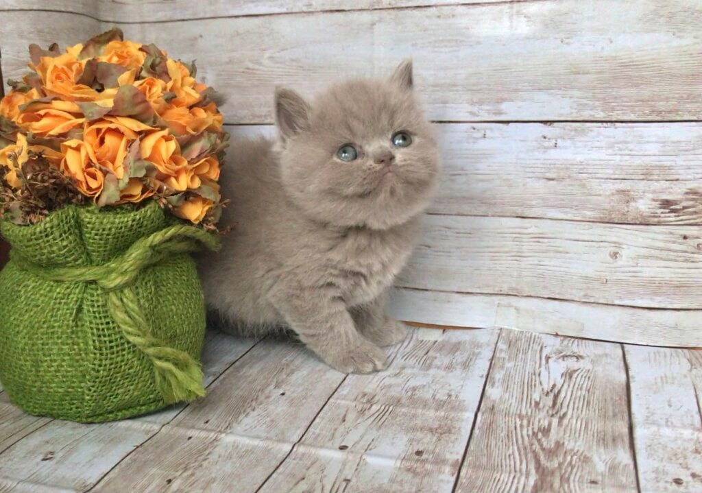 Fijie British Shorthair Female (Available) $2700