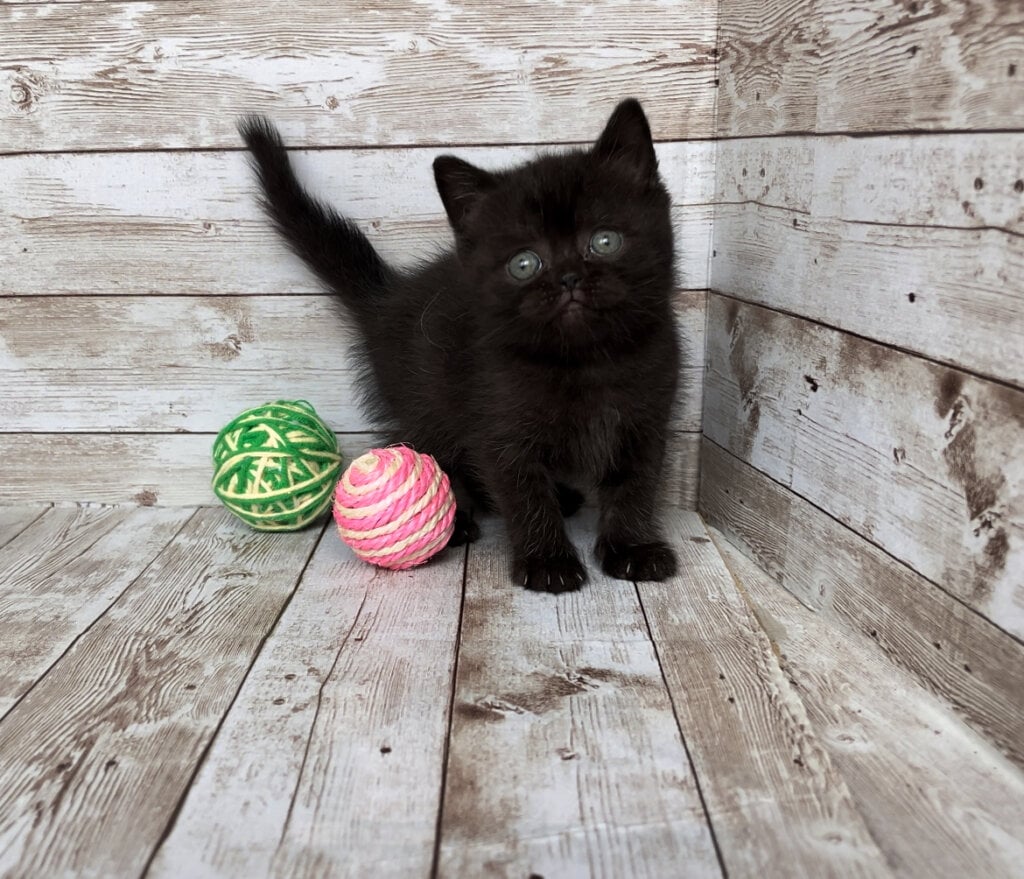 Fujiyama British Shorthair Female (Available) $2600