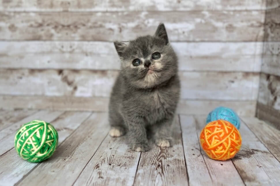 Felicita British Shorthair Female (Available) $2650