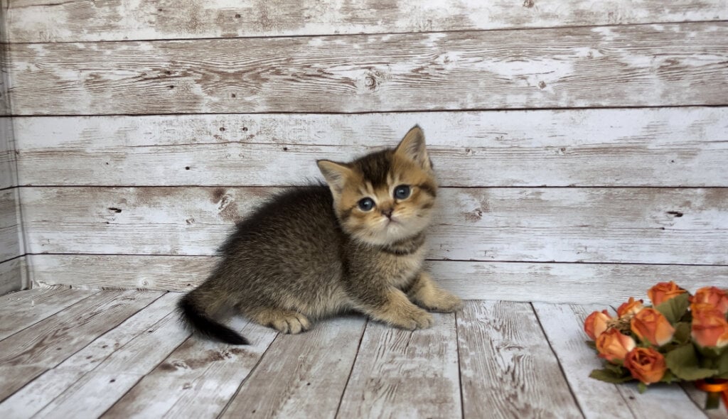Gillian British Shorthair Female (Available) $2500