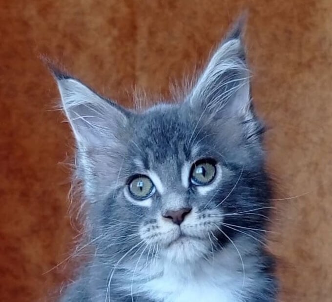 Vanessa Maine Coon  Female (Available) $2800