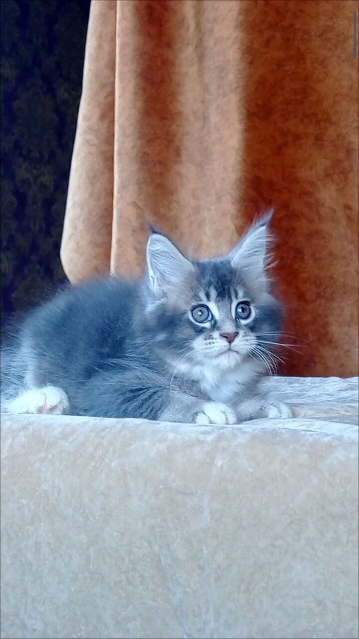 Vivien Maine Coon Female (Available) $2850