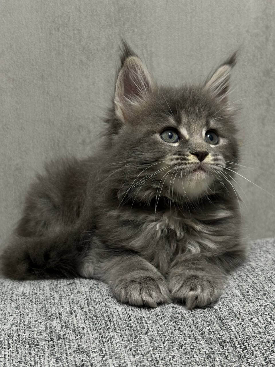 Jovana Maine Coon Female (Available) $2700