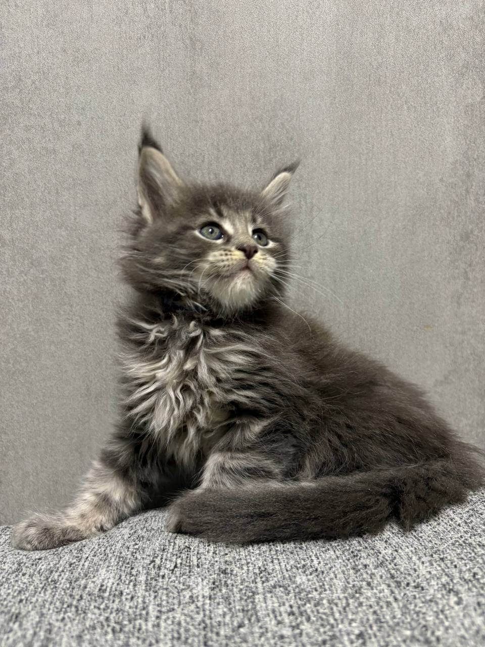Jacoba Maine Coon Female (Available)$2700