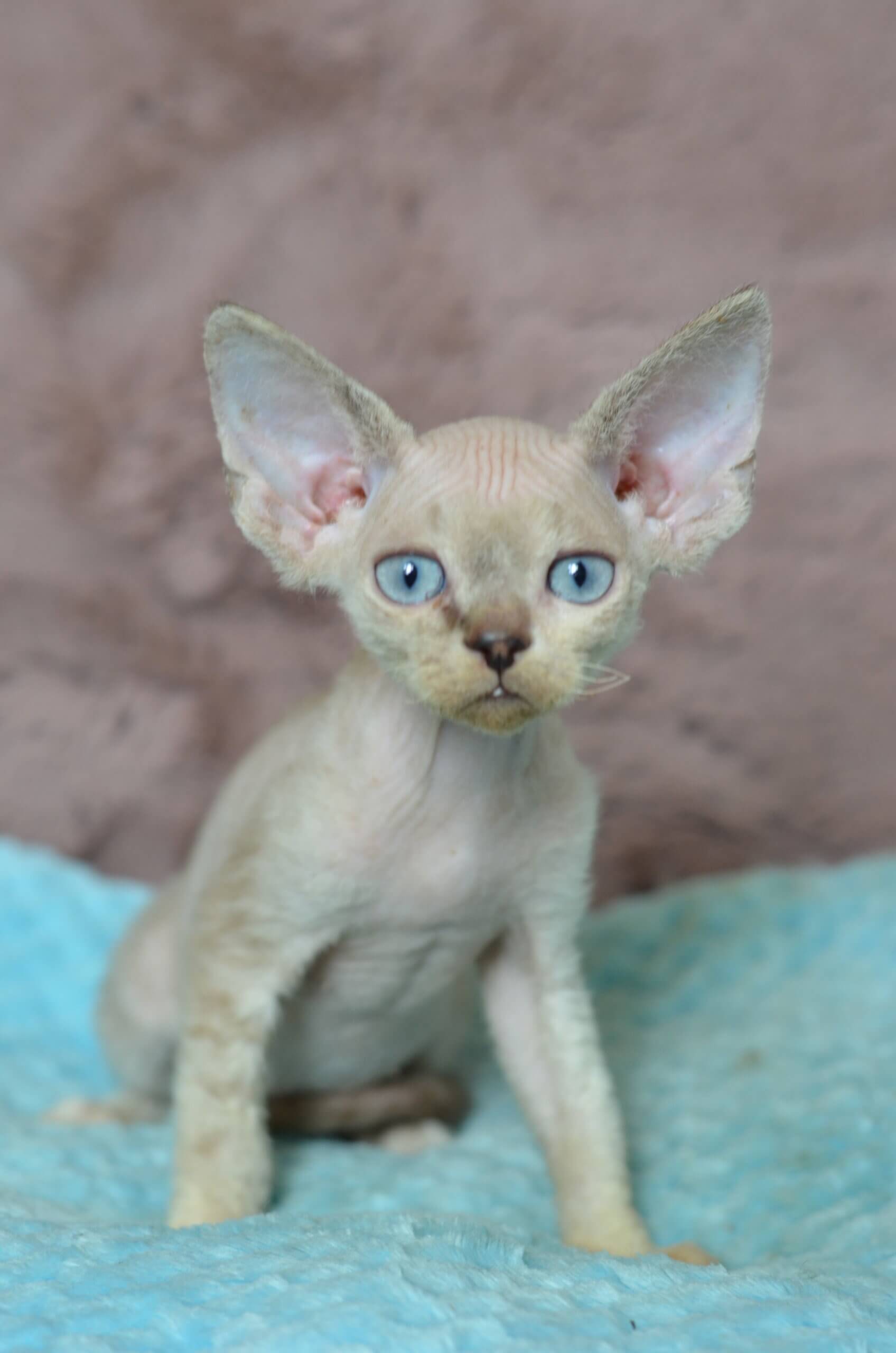 Naruto Devon Rex Male (Available) $3100