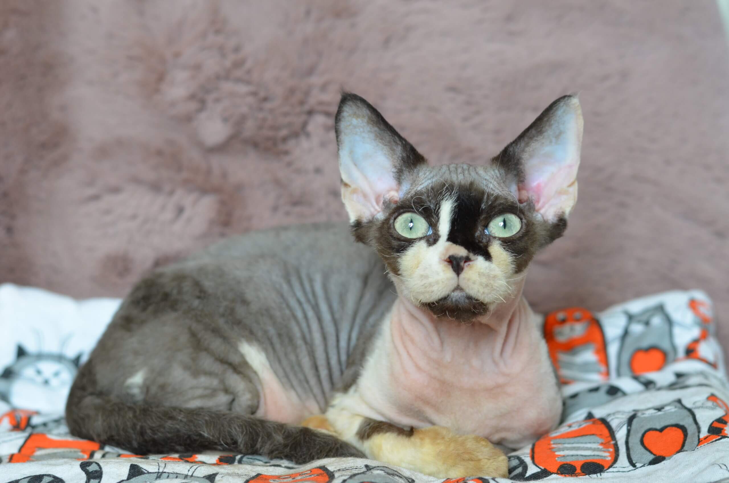 Kato Devon Rex Male (Available)  $3000