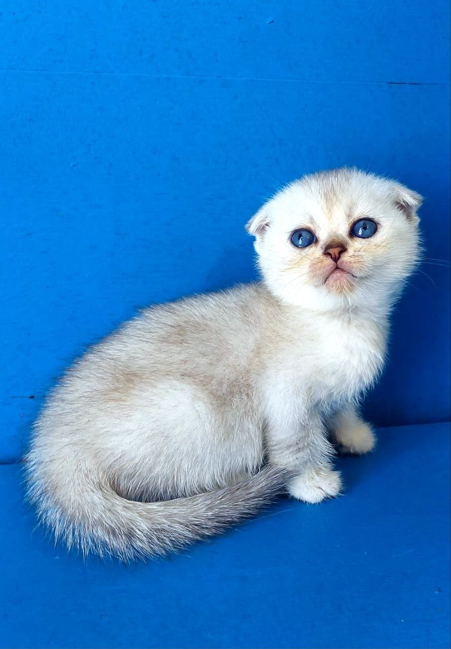 Jemchug Scottish Fold Male (Available) $2750