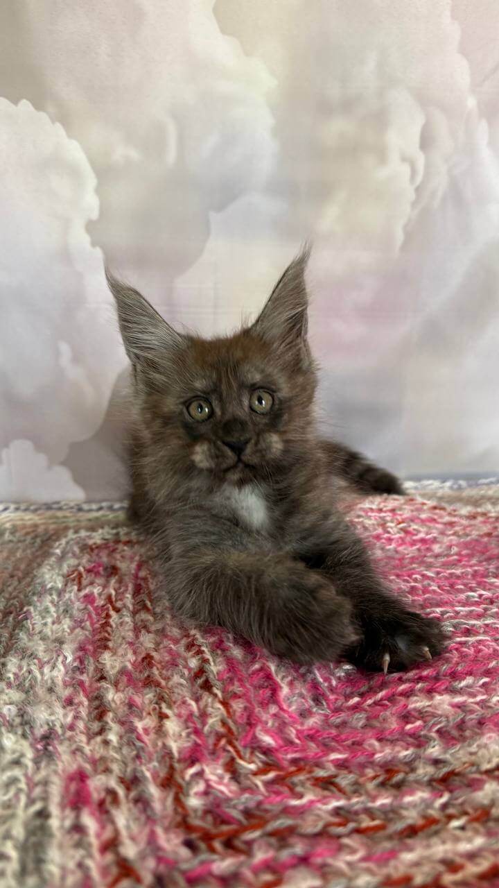 Stiv Maine Coon Male (Available) $3100