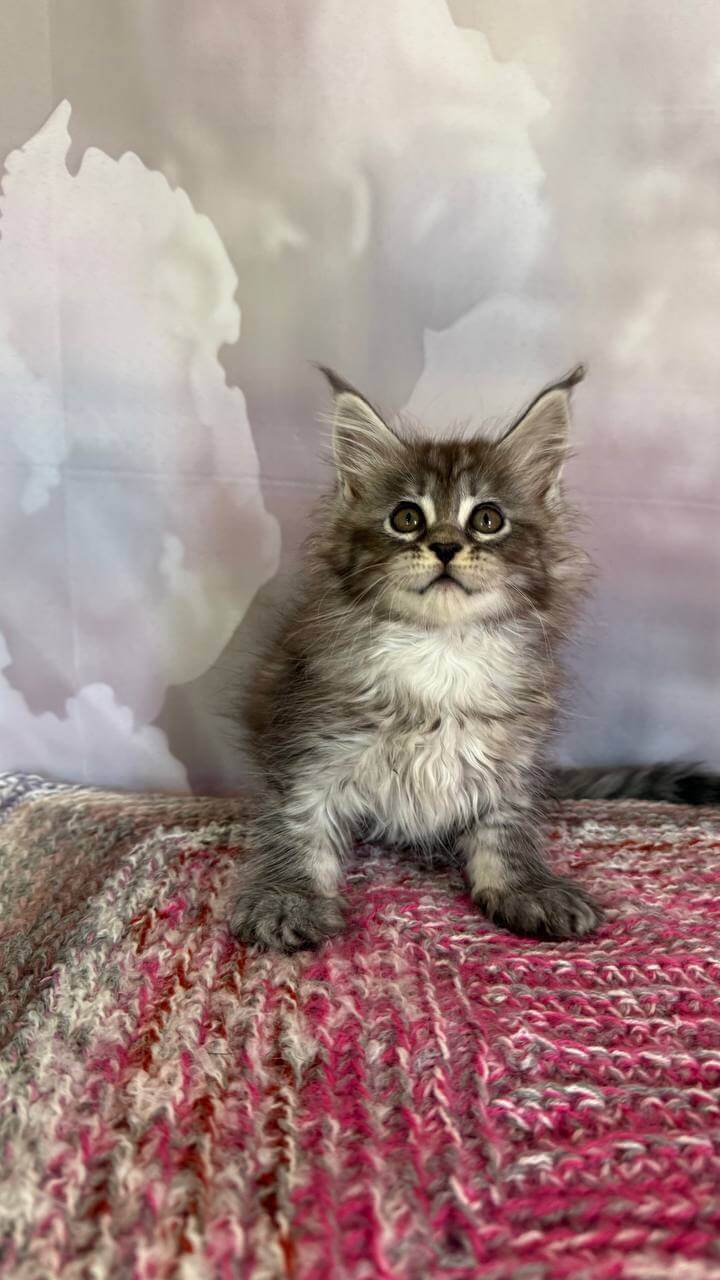 Salli Maine Coon  Female (Available) $2800
