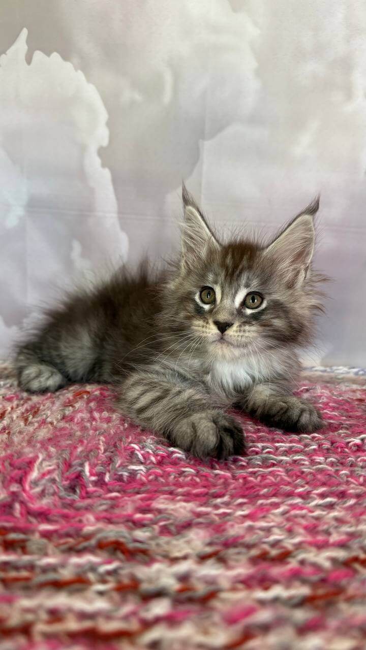 Stich Mine Coon Male (Available) $2900