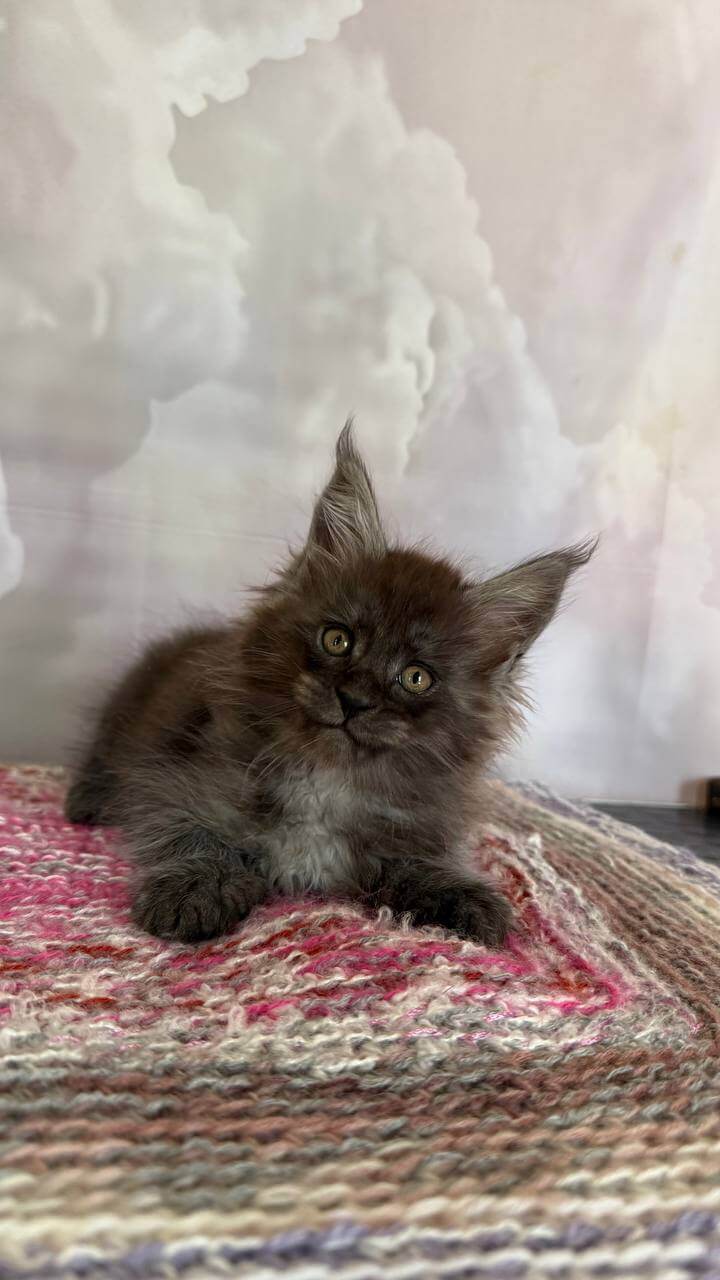 Sam Maine Coon Male (Available) $3100