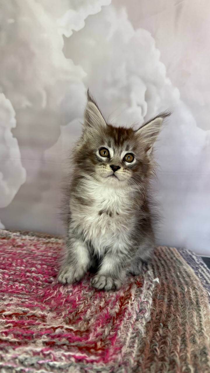 Samanta Maine Coon Female (Available) $2800