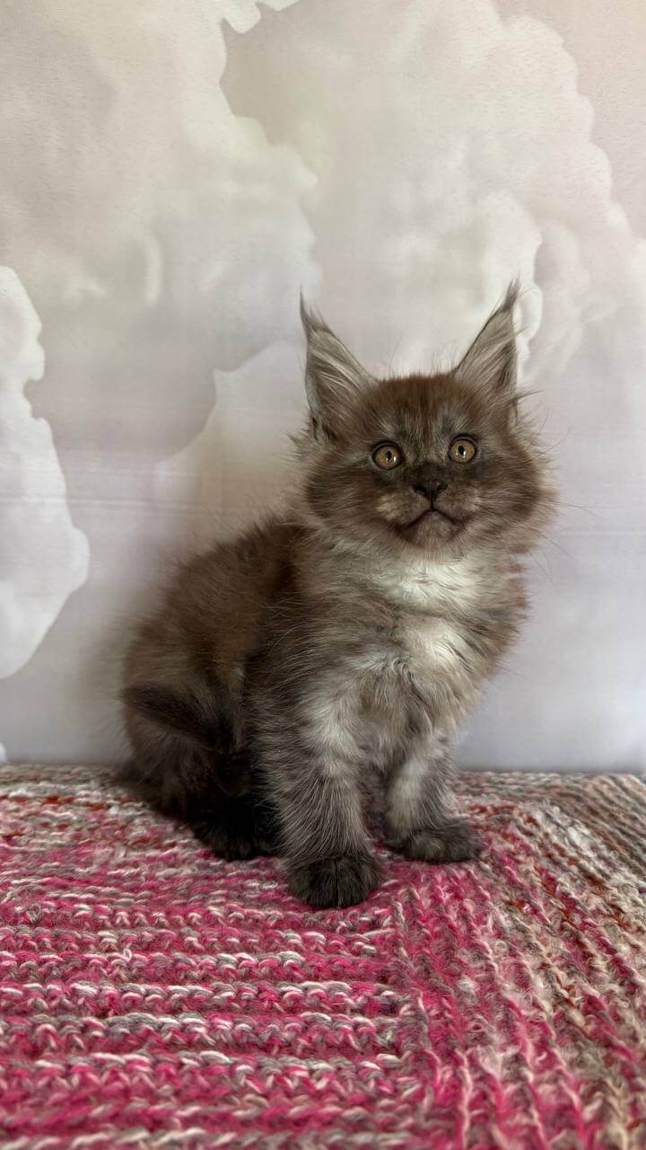Simon Maine Coon Male (Available) $3100