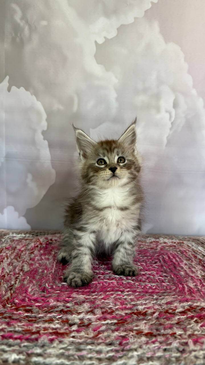Sviti  Maine Coon Male (Available) $2900