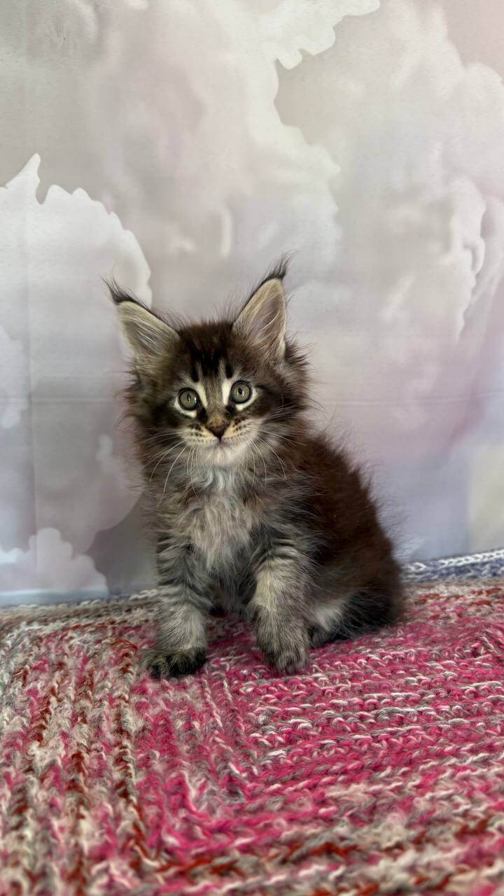 Tamerlan Maine Coon Male (Available) $2900