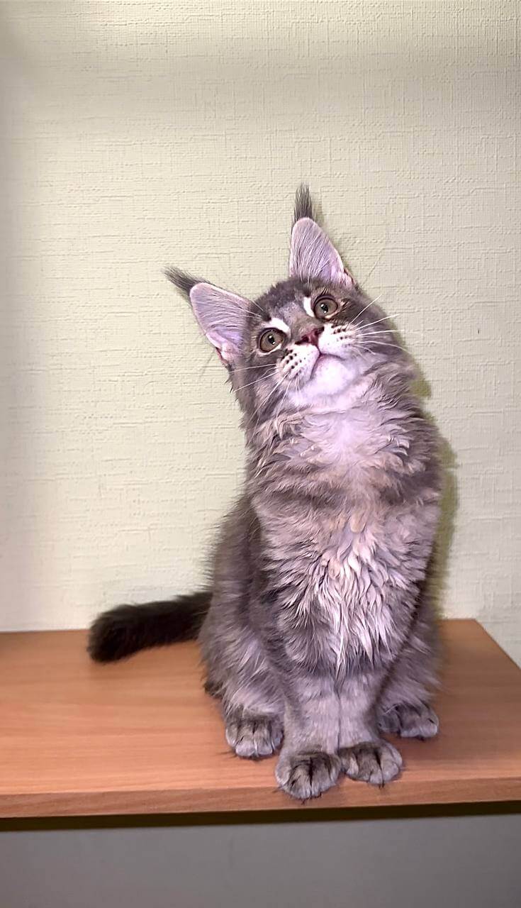 Jolly Maine Coon Female (Available) $3000