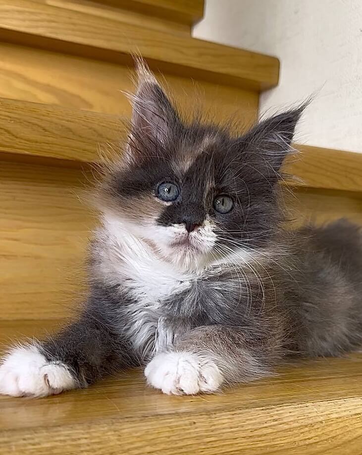 Mia Maine Coon Female (Available) $2700