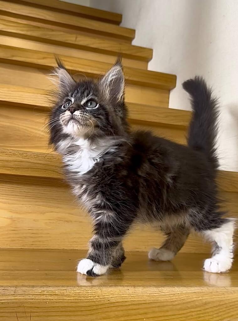 Mimi Maine Coon  Female (Available) $2600