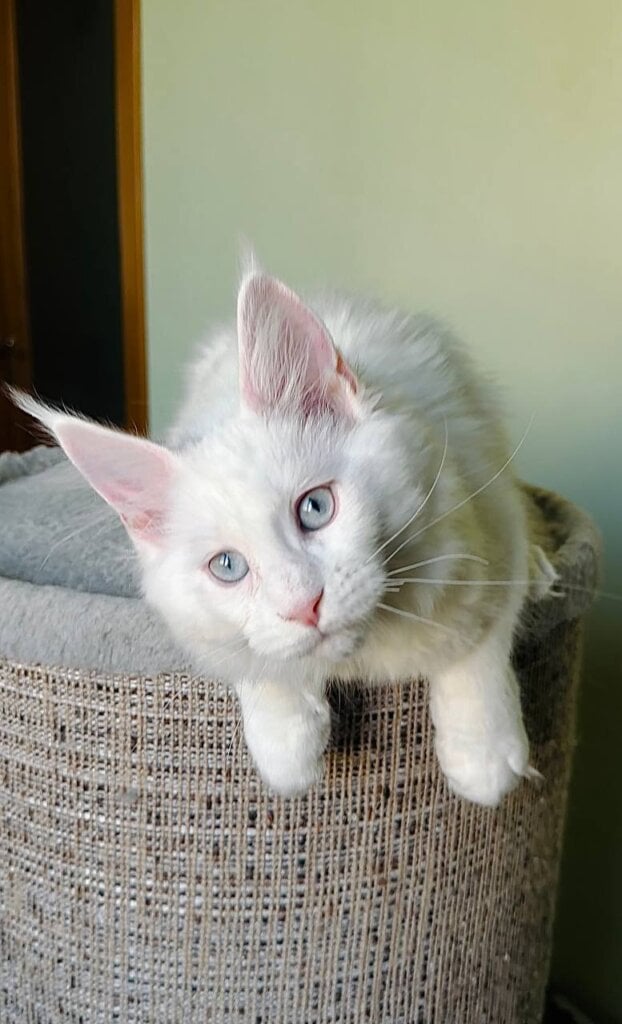 Jasmin Maine Coon Female (Available) $3000