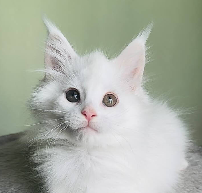 Nora Maine Coon Female (Available) $3000