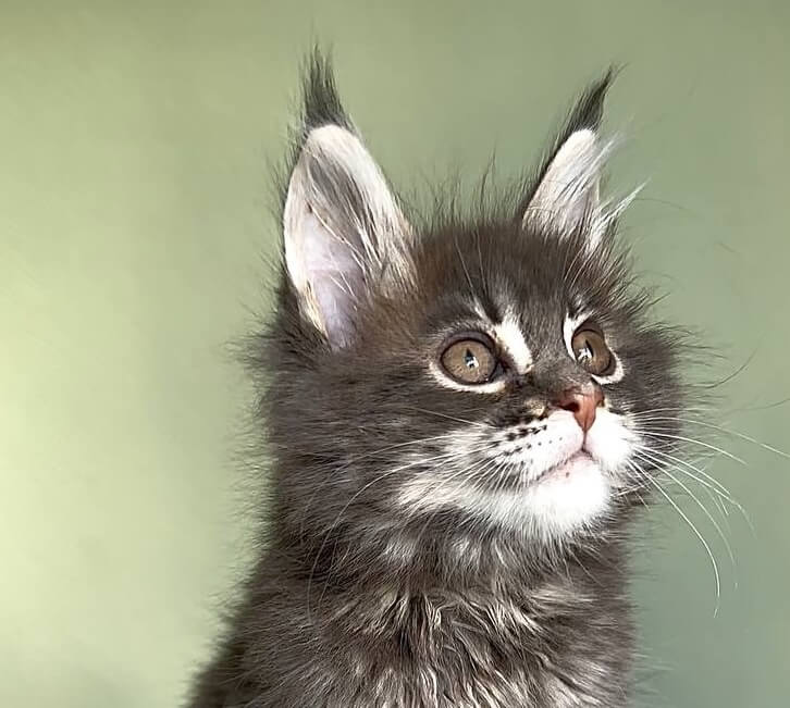 Niko Maine Coon  Male (Available) $3000