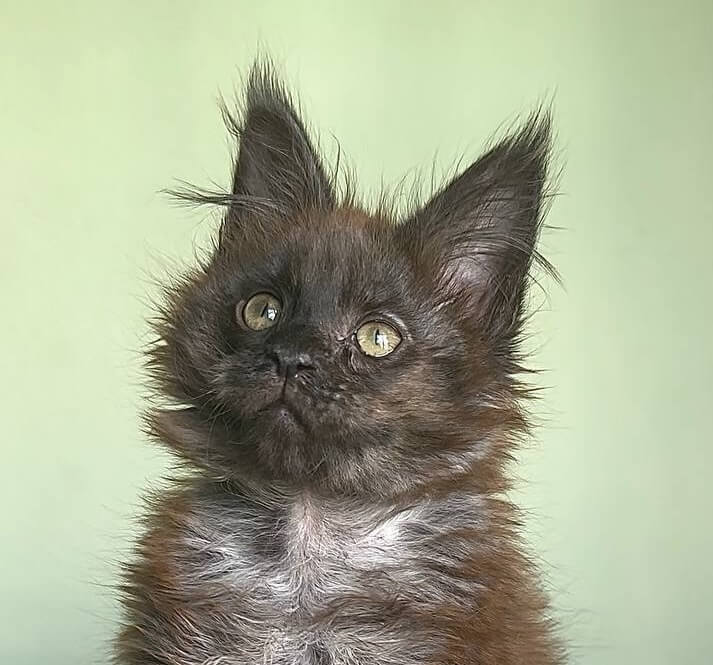 Kazimir  Maine Coon  Male (Available) $3000