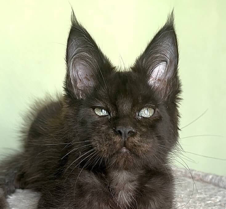 King Maine Coon  Male (Available) $2900