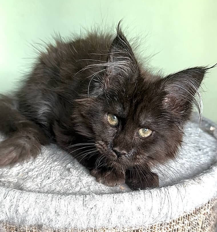 Kali Maine Coon  Female (Available) $3000
