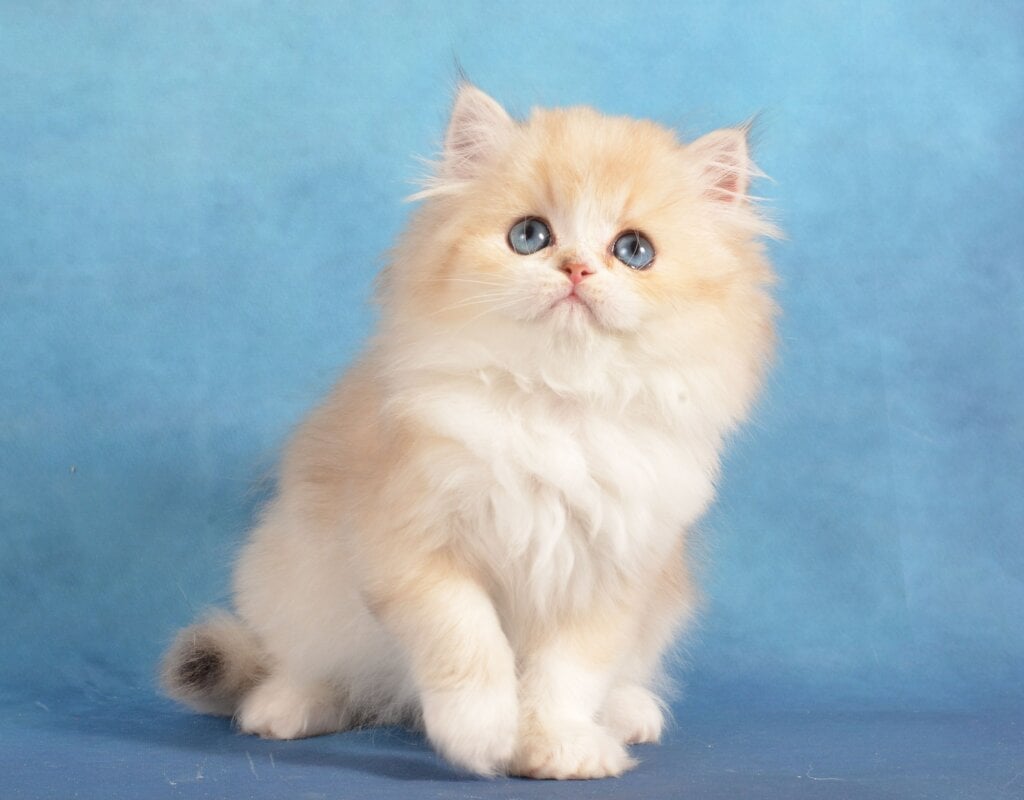 Keks Scottish Straight Male (Available) $2850