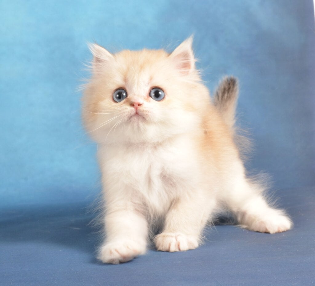 Kinder Surprise Scottish Straight Male (Available) $2750