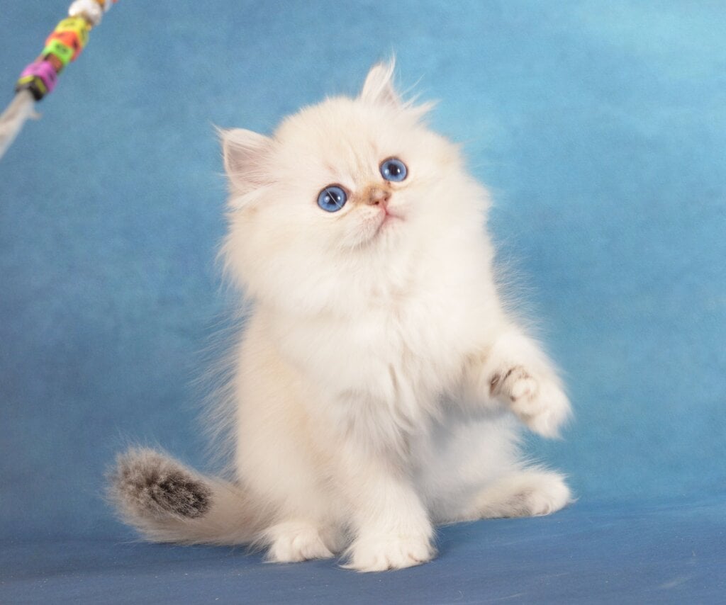 Kosmeya Scottish Straight Female (Available) $2850