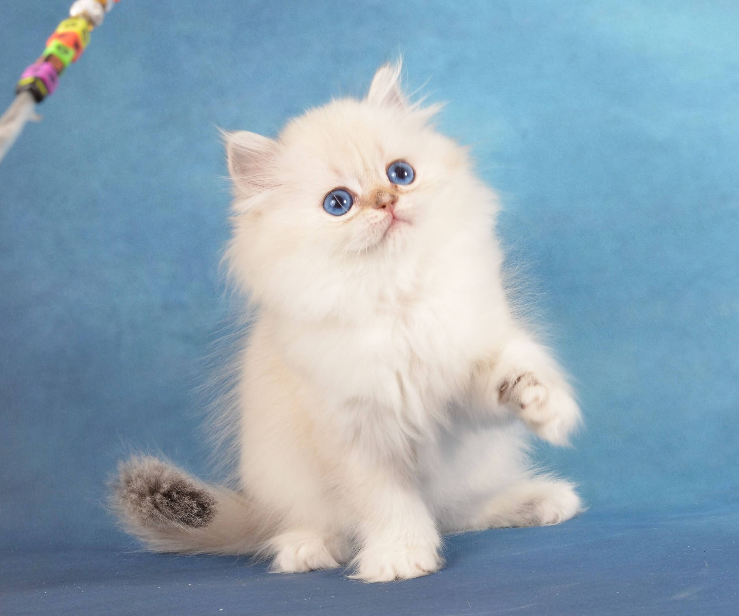 Kosmeya Scottish Straight Female (Available) $2850