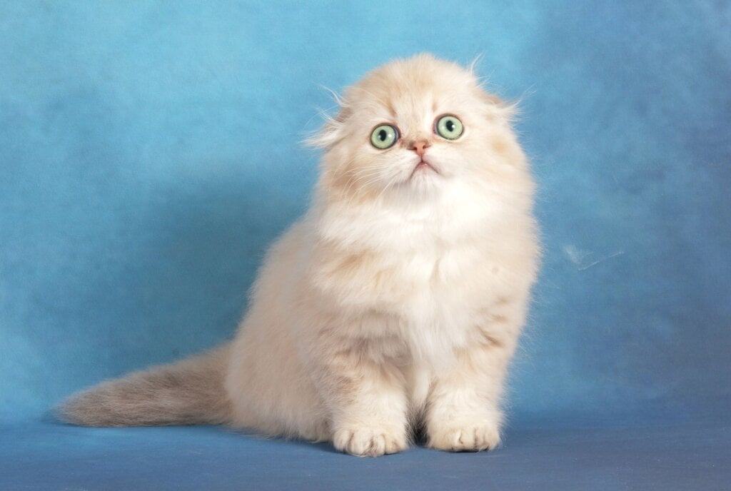 Imbir Scottish Fold Male (Available) $2850