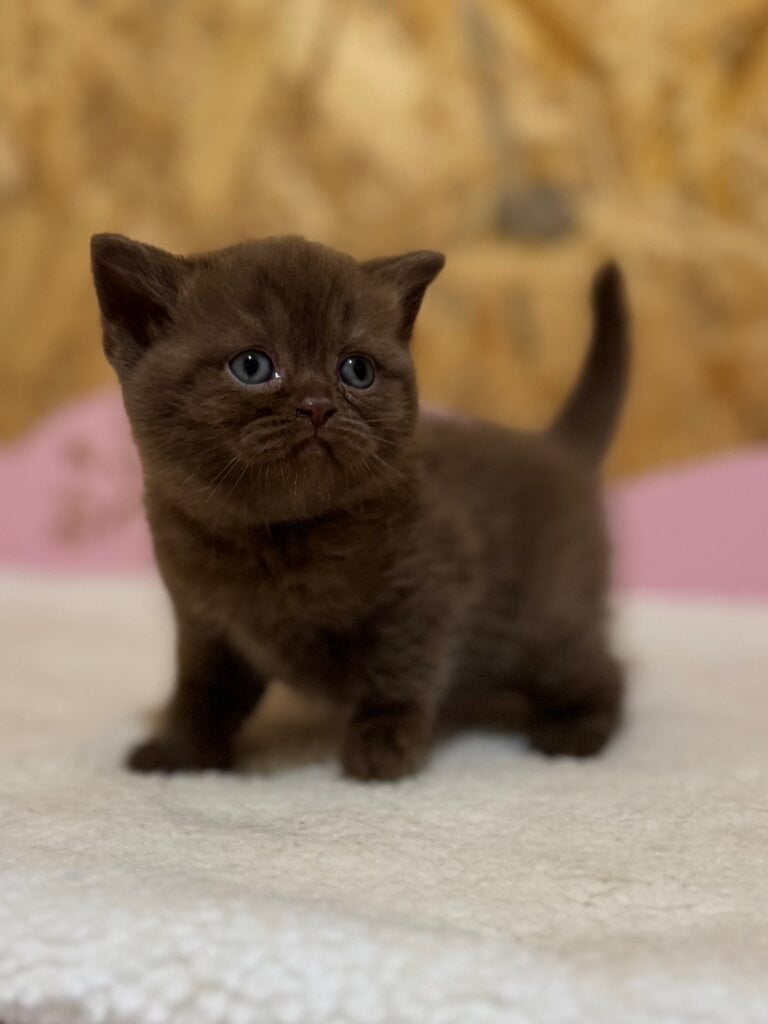 Bella  British Shorthair Female (Available) $3200