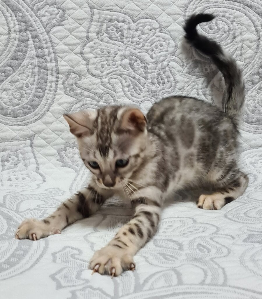 Alex Bengal Male (Available) $2900