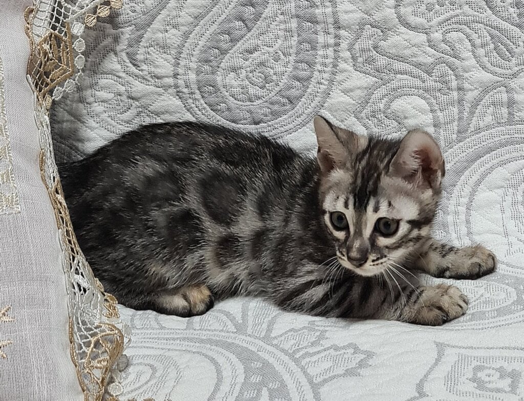 Akira Bengal Male (Available) $2900