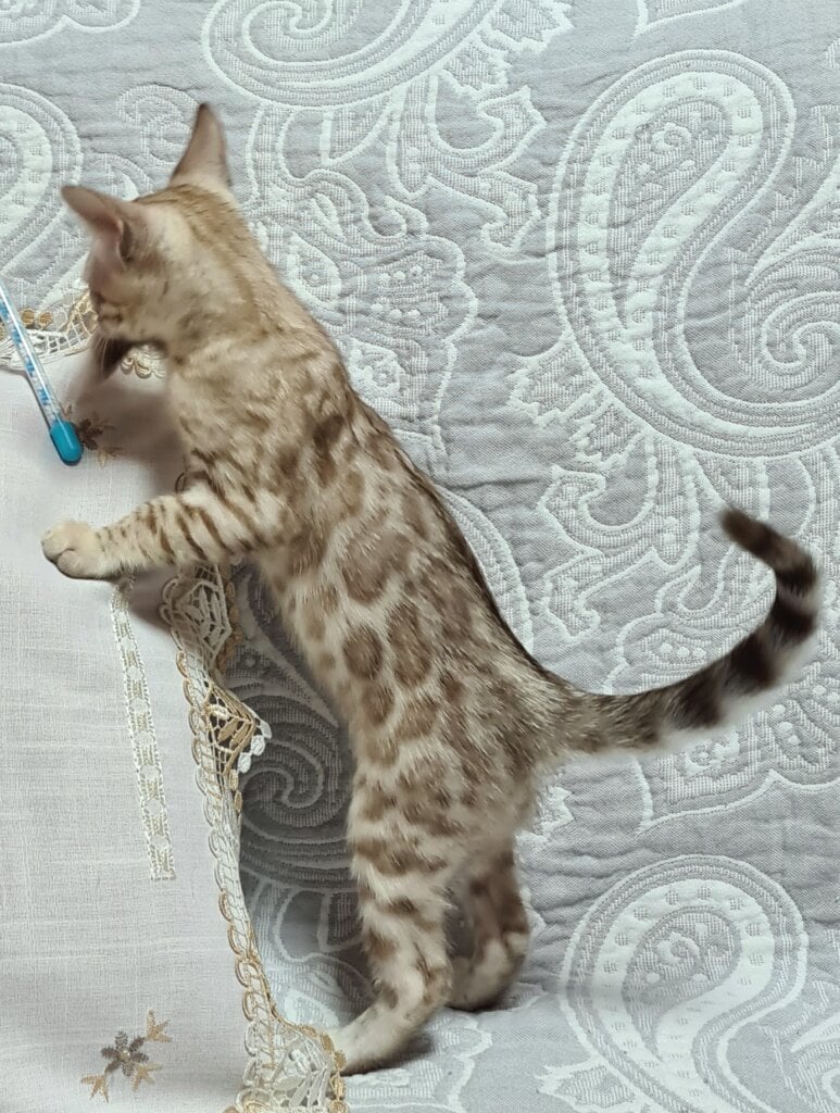 Amanda Bengal Female (Available) $3400