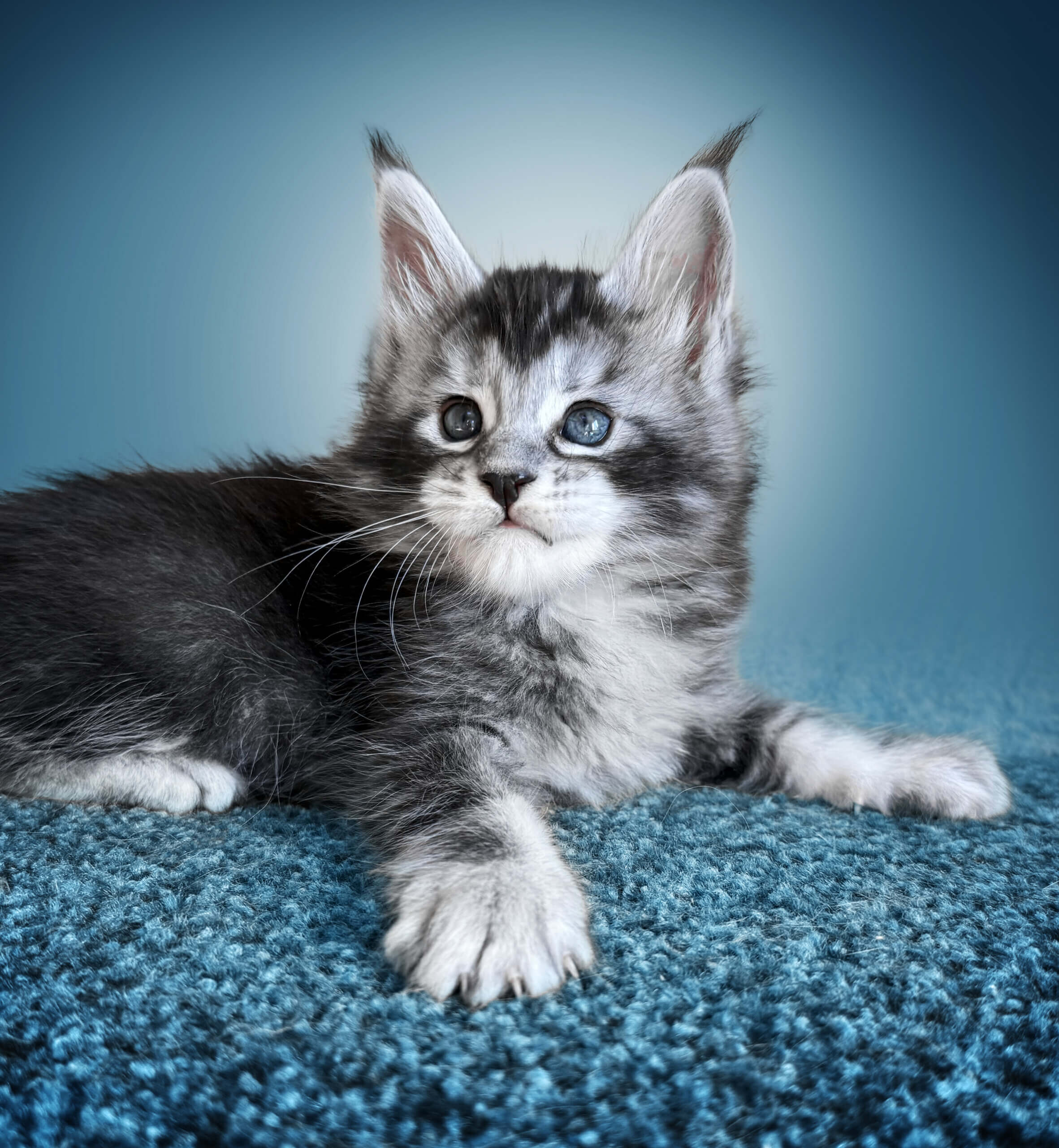 Casper Maine Coon Male (Available) $3200