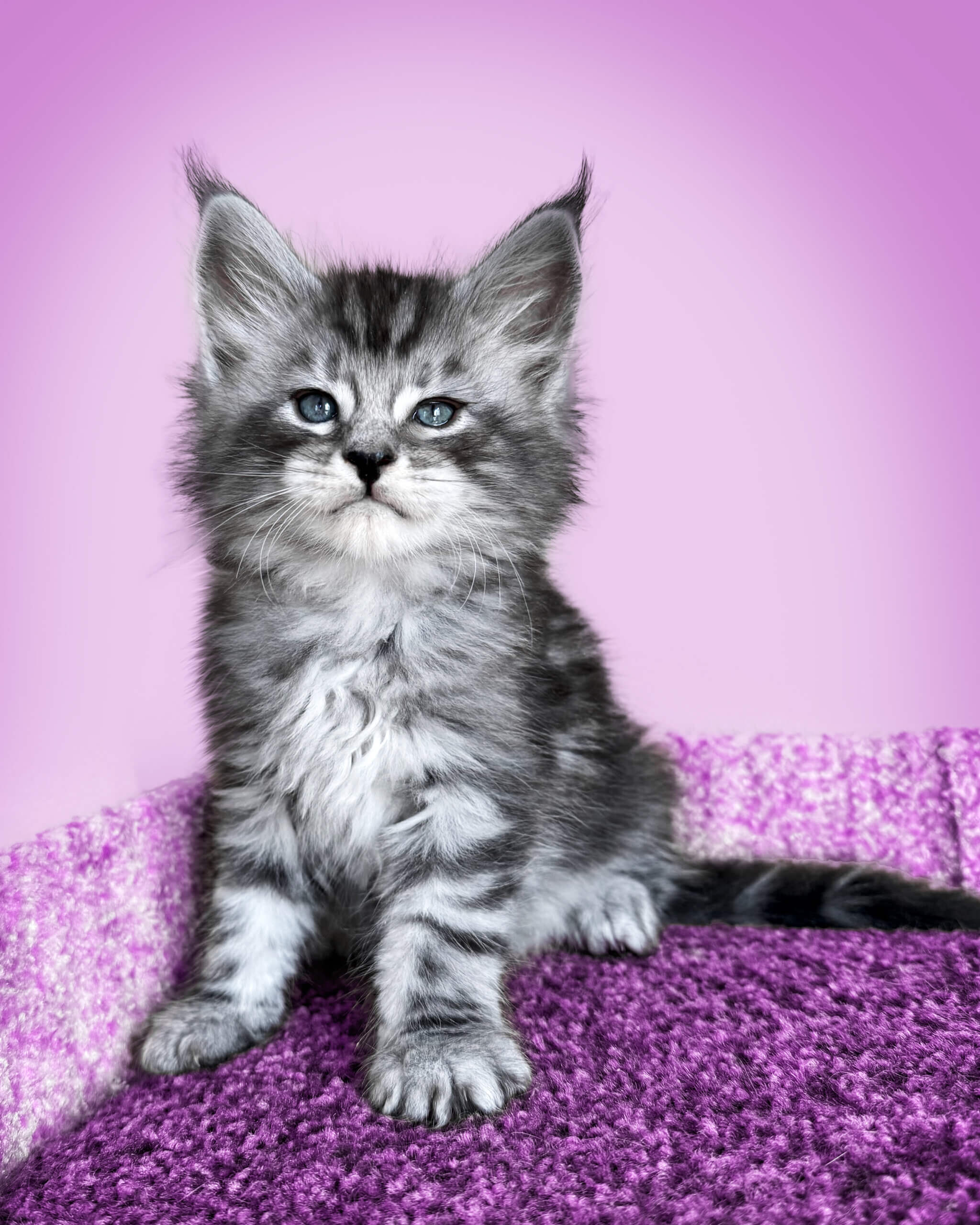 Kuzka Maine Coon Male (Available) $3200