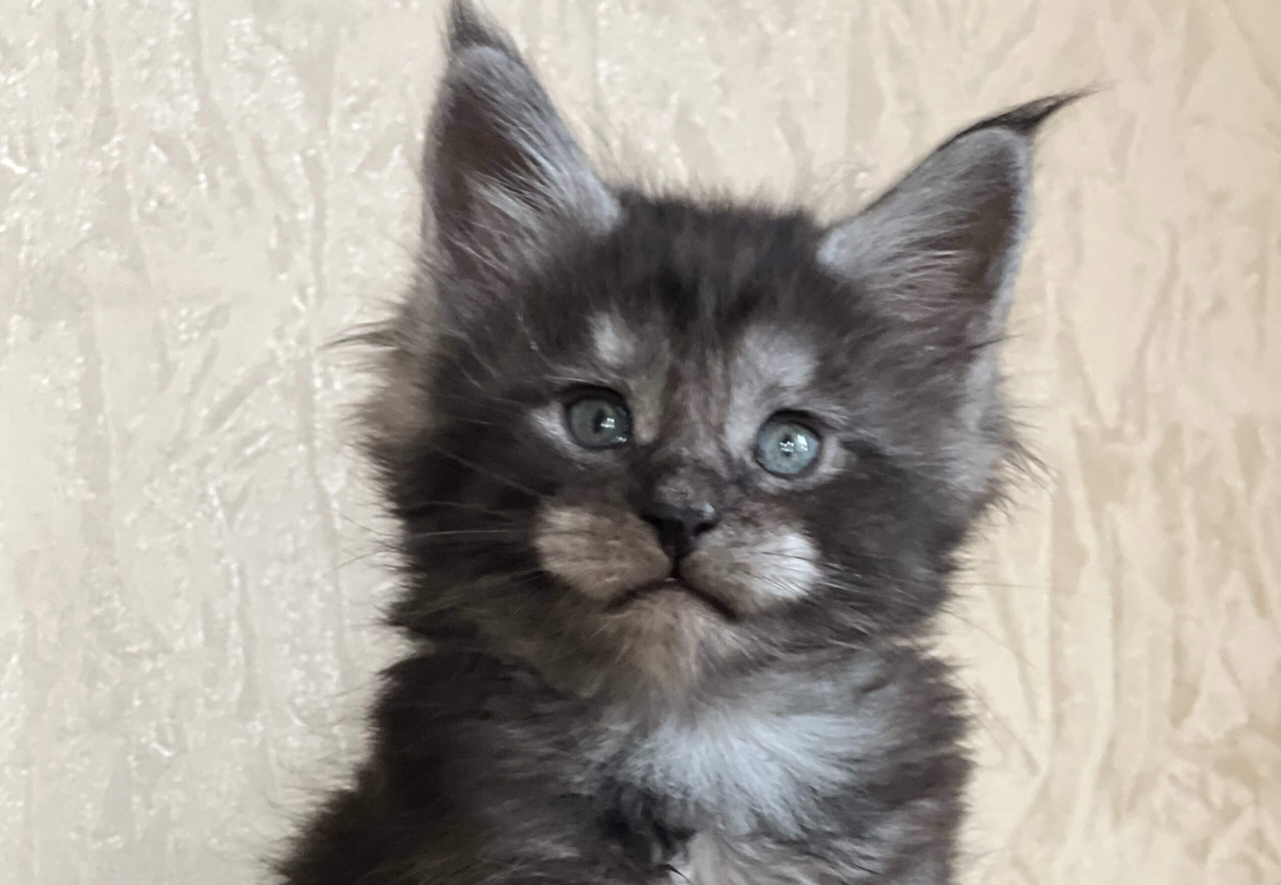 Kevin Maine Coon Male (Available) $3200