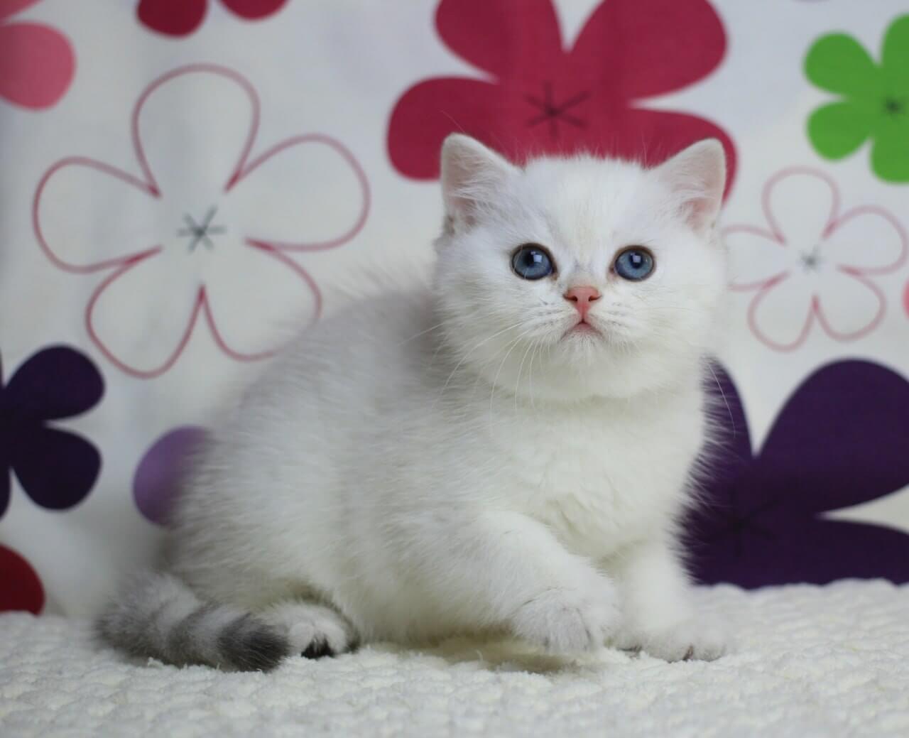 Zoe British Shorthair Female (Available) $2650
