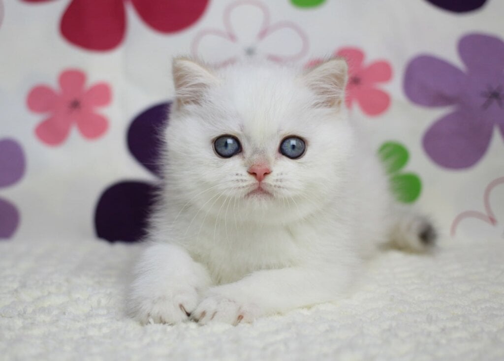 Zyros British Shorthair Male (Available) $2650
