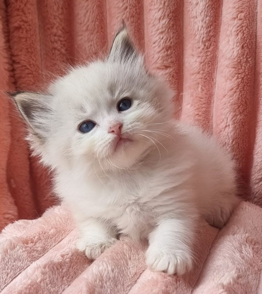 Orest Siberian Male (Available) $3050