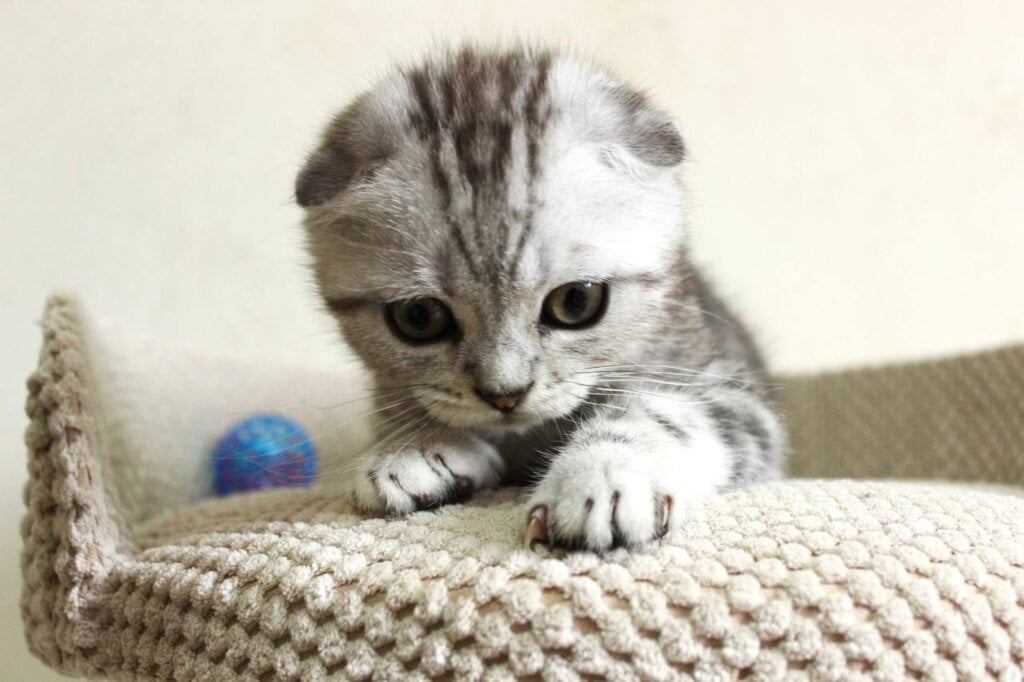 Wallace Scottish Fold  Male (Available) $2700
